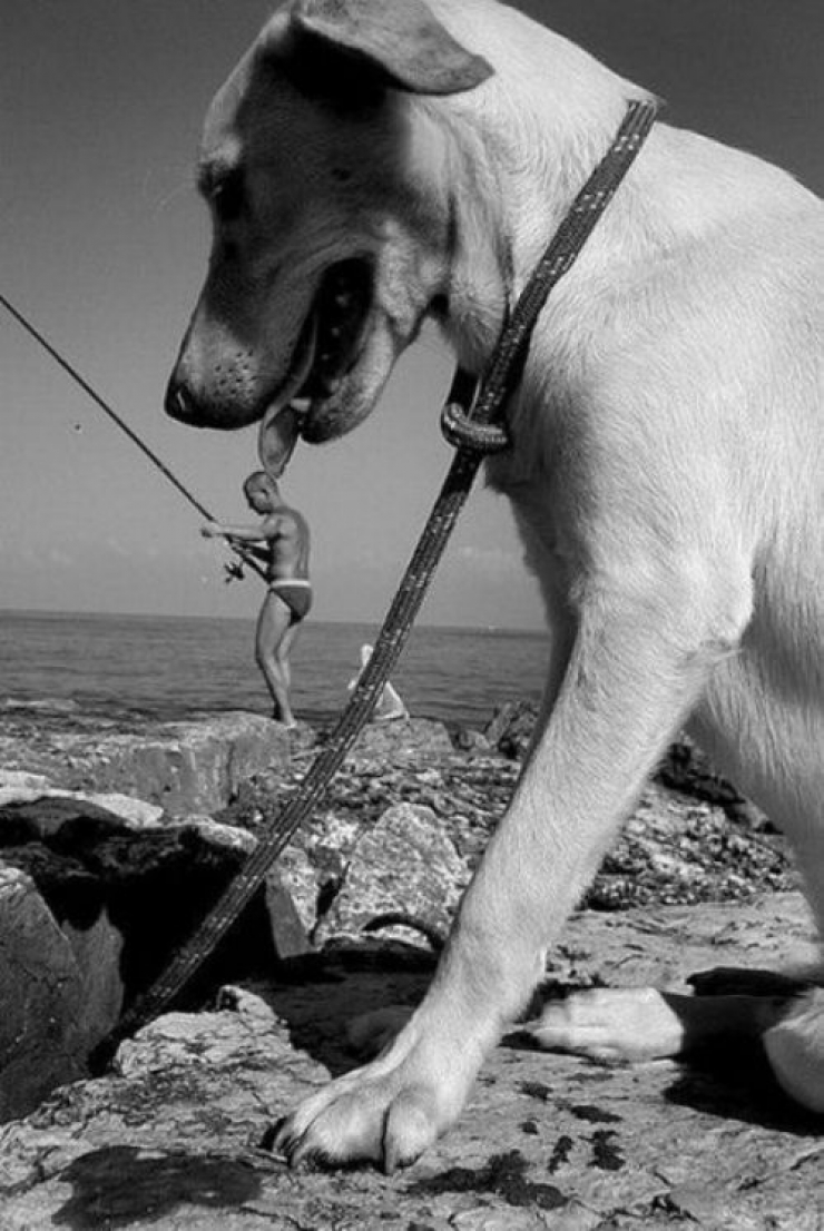 Illustration de l'article : 16 photos de chiens prises au meilleur moment