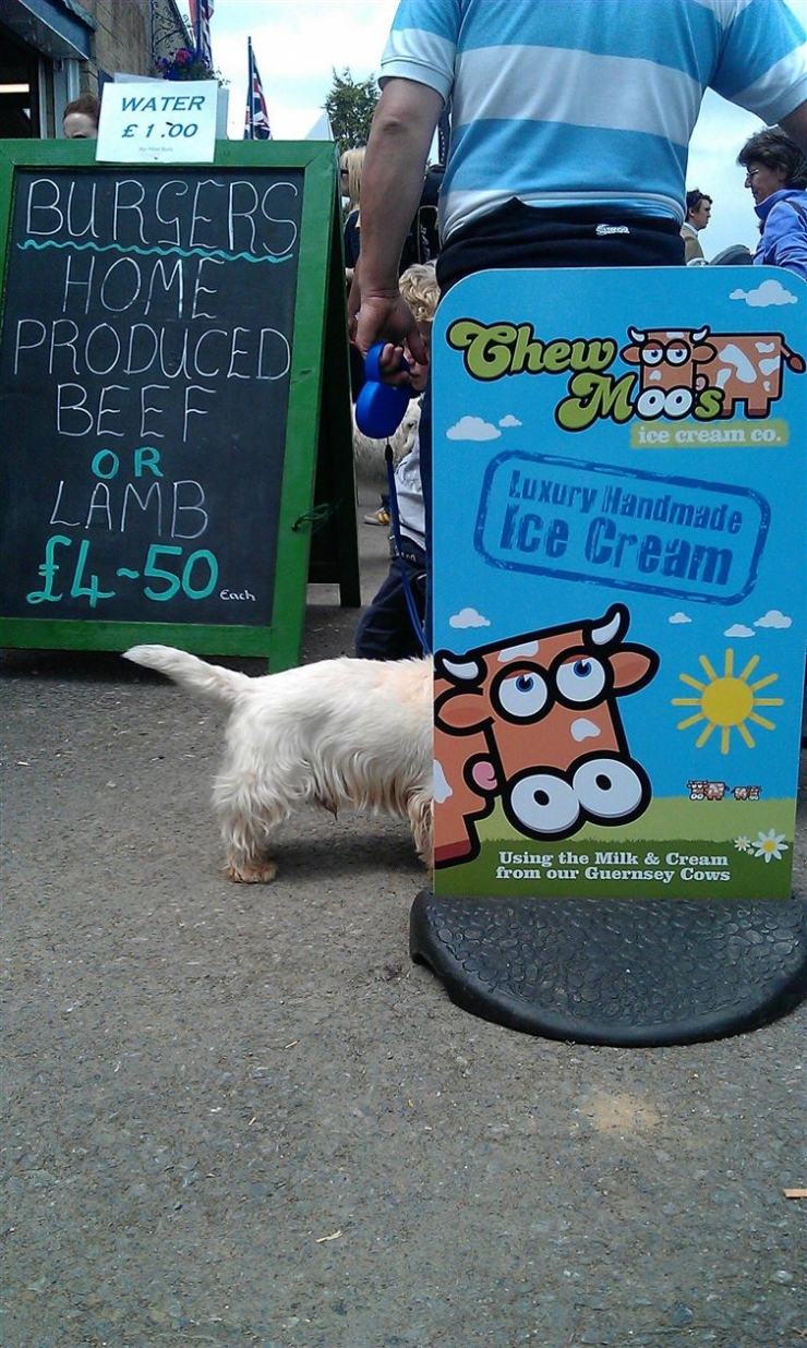 Illustration de l'article : 16 photos de chiens prises au meilleur moment