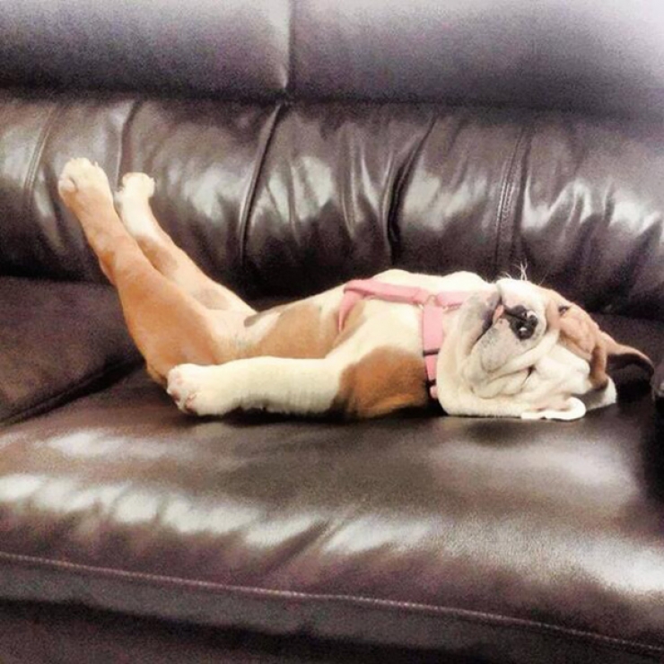 Illustration de l'article : Apr&egrave;s avoir vu ces 13 photos de chiots bulldogs, vous allez avoir une m&eacute;chante envie d'en adopter un