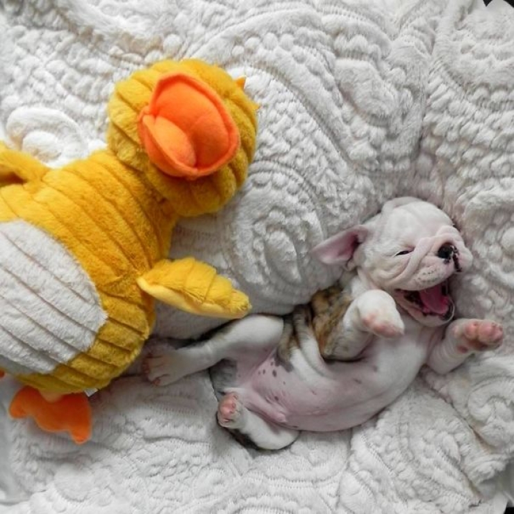 Illustration de l'article : Apr&egrave;s avoir vu ces 13 photos de chiots bulldogs, vous allez avoir une m&eacute;chante envie d'en adopter un