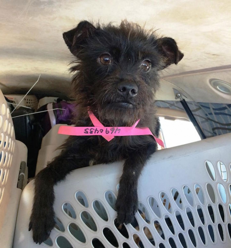 Illustration de l'article : Des pilotes volontaires aident les chiens abandonn&eacute;s &agrave; rejoindre leurs nouvelles familles