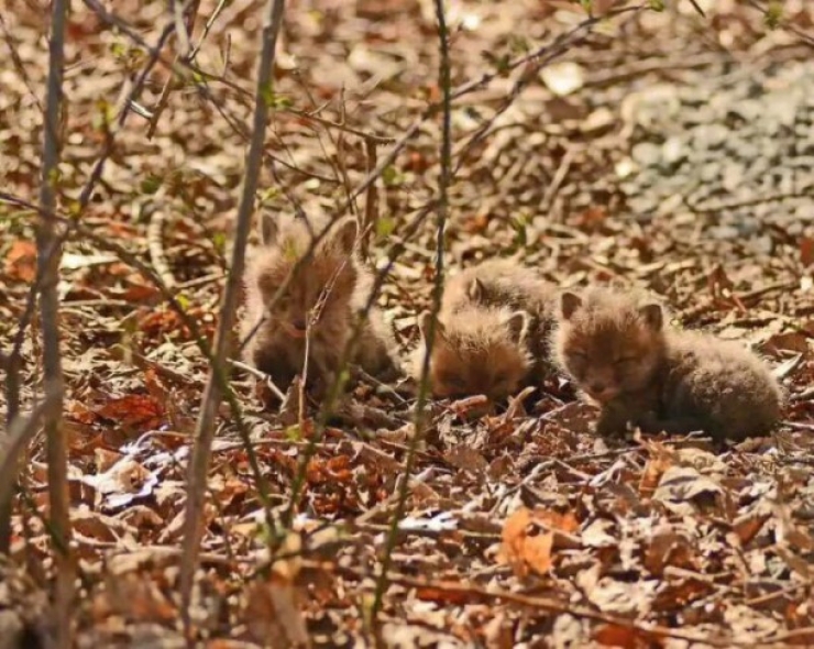 Illustration de l'article : En se levant, ils d&eacute;couvrent quelque chose d'incroyable dans leur jardin