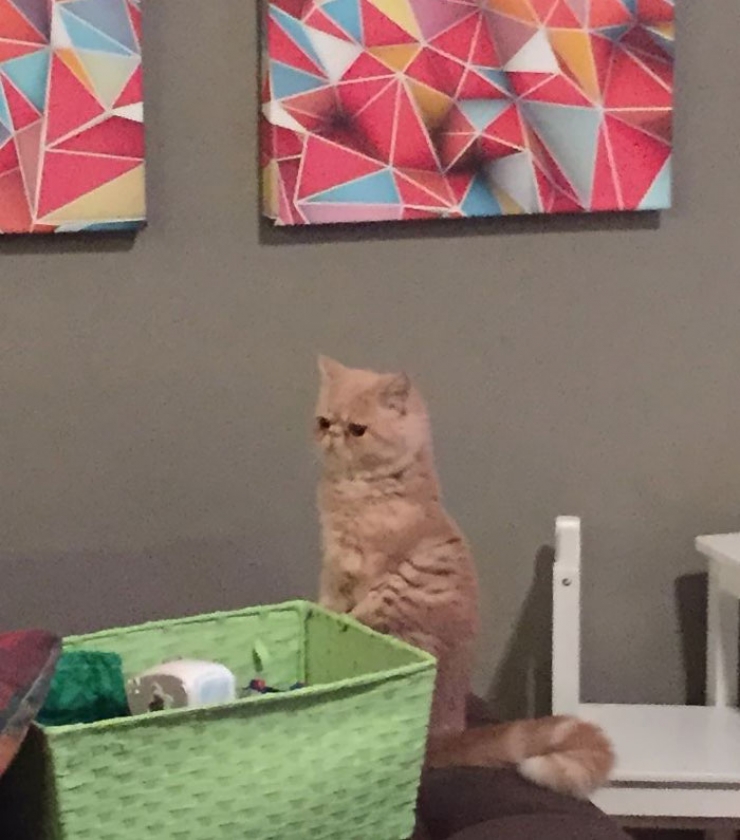 Illustration de l'article : Faites connaissance avec George, le chat qui voulait toujours rester debout