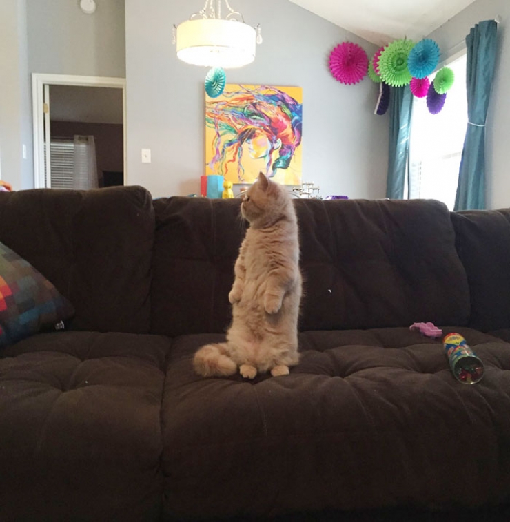 Illustration de l'article : Faites connaissance avec George, le chat qui voulait toujours rester debout