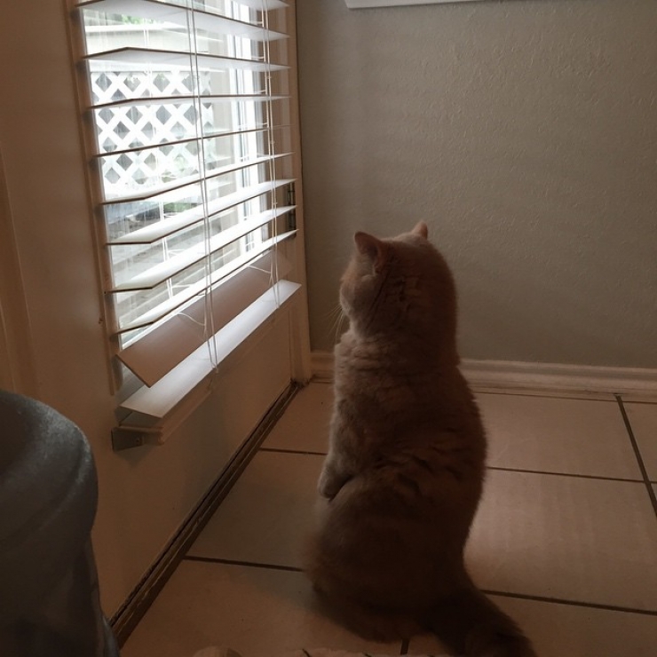 Illustration de l'article : Faites connaissance avec George, le chat qui voulait toujours rester debout