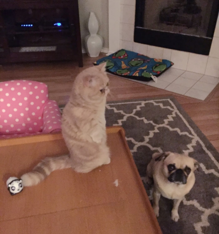 Illustration de l'article : Faites connaissance avec George, le chat qui voulait toujours rester debout