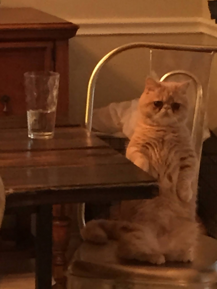 Illustration de l'article : Faites connaissance avec George, le chat qui voulait toujours rester debout