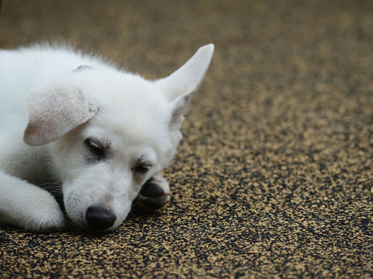 Illustration de l'article : La magnifique amiti&eacute; naissante entre une fillette amput&eacute;e des deux pieds et un chien auquel il manque une patte