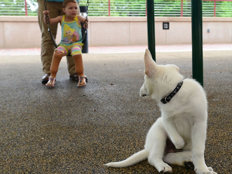 Illustration de l'article : La magnifique amiti&eacute; naissante entre une fillette amput&eacute;e des deux pieds et un chien auquel il manque une patte