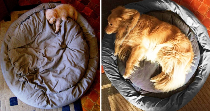Illustration de l'article : Avant et Après: Ces adorables chiens, toujours aussi heureux des années plus tard !