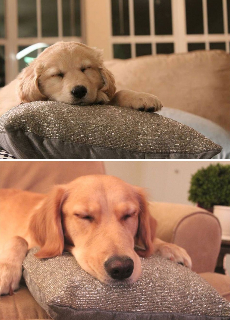 Illustration de l'article : Avant et Après: Ces adorables chiens, toujours aussi heureux des années plus tard !