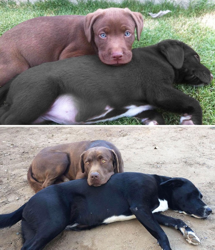 Illustration de l'article : Avant et Après: Ces adorables chiens, toujours aussi heureux des années plus tard !