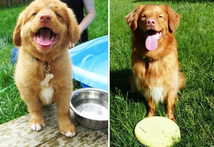 Illustration de l'article : Avant et Après: Ces adorables chiens, toujours aussi heureux des années plus tard !