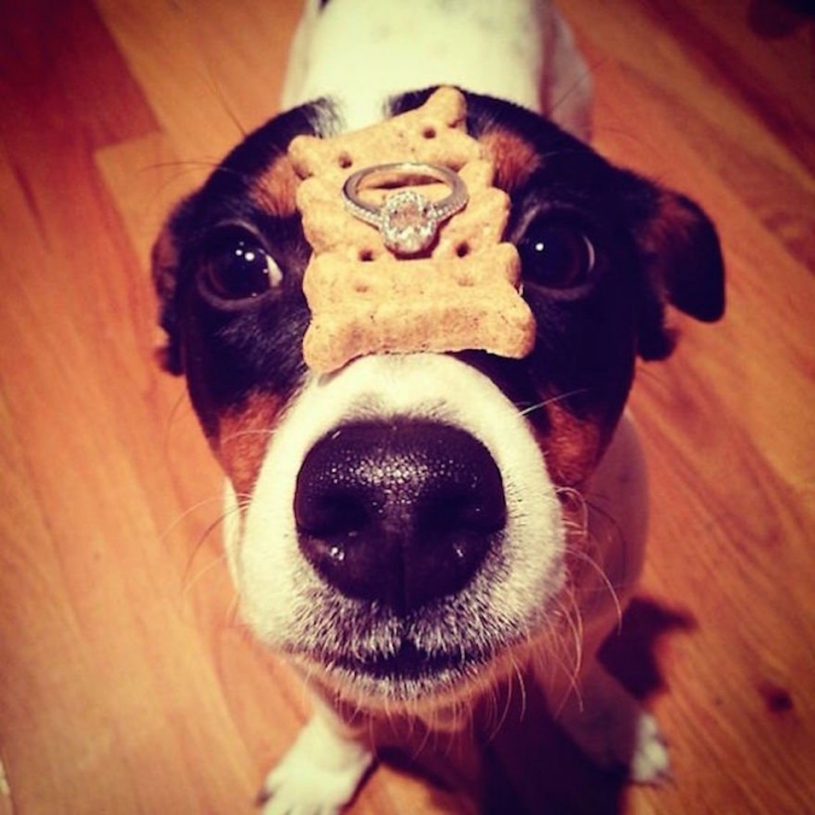 Illustration de l'article : Les 22 meilleures demandes en mariage