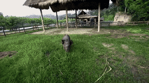 Illustration de l'article : Les &eacute;l&eacute;phanteaux : les nouveaux animaux pr&eacute;f&eacute;r&eacute;s de la toile !