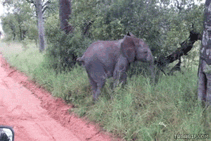 Illustration de l'article : Les &eacute;l&eacute;phanteaux : les nouveaux animaux pr&eacute;f&eacute;r&eacute;s de la toile !