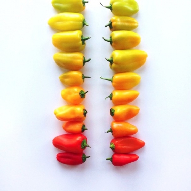 Illustration de l'article : Le food-art multicolore de Brittany Wright. De quoi vous donner envie de manger 5 fruits et l&eacute;gumes par jours...