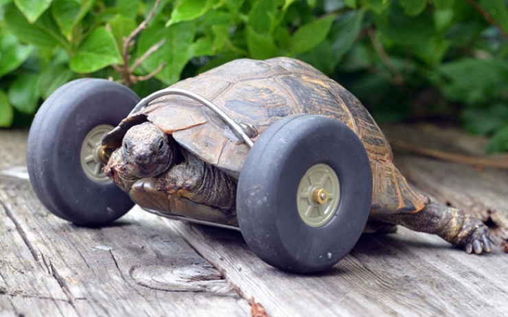 Illustration de l'article : Une tortue de 90 ans se d&eacute;place deux fois plus vite gr&acirc;ce &agrave; ses nouvelles roues