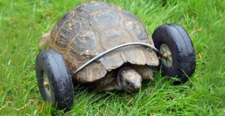 Illustration de l'article : Une tortue de 90 ans se d&eacute;place deux fois plus vite gr&acirc;ce &agrave; ses nouvelles roues