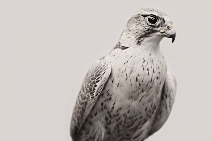 Illustration de l'article : Il arr&ecirc;te sa grande carri&egrave;re de photographe de mode pour r&eacute;aliser son r&ecirc;ve