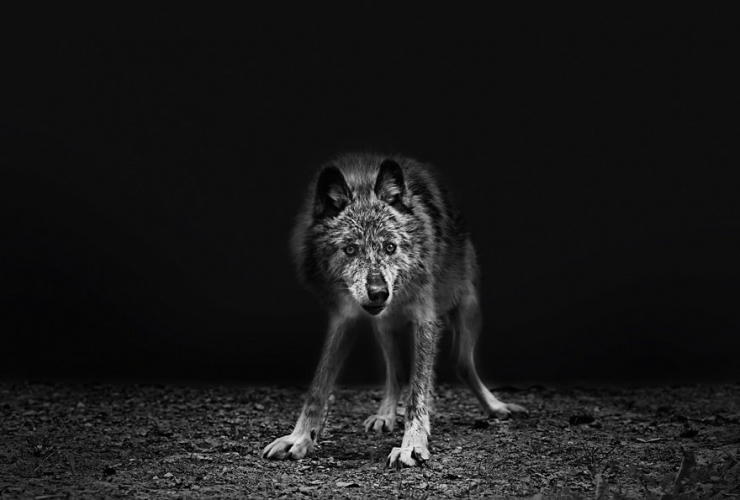 Illustration de l'article : Il arr&ecirc;te sa grande carri&egrave;re de photographe de mode pour r&eacute;aliser son r&ecirc;ve