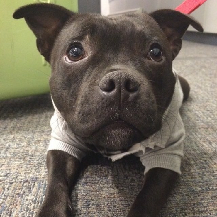 Illustration de l'article : Ces 12 photos prouvent que les pitbulls sont d'adorables chiens aussi câlins que les autres...