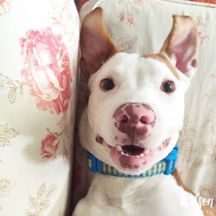 Illustration de l'article : Ces 12 photos prouvent que les pitbulls sont d'adorables chiens aussi câlins que les autres...