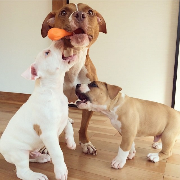 Illustration de l'article : Ces 12 photos prouvent que les pitbulls sont d'adorables chiens aussi câlins que les autres...