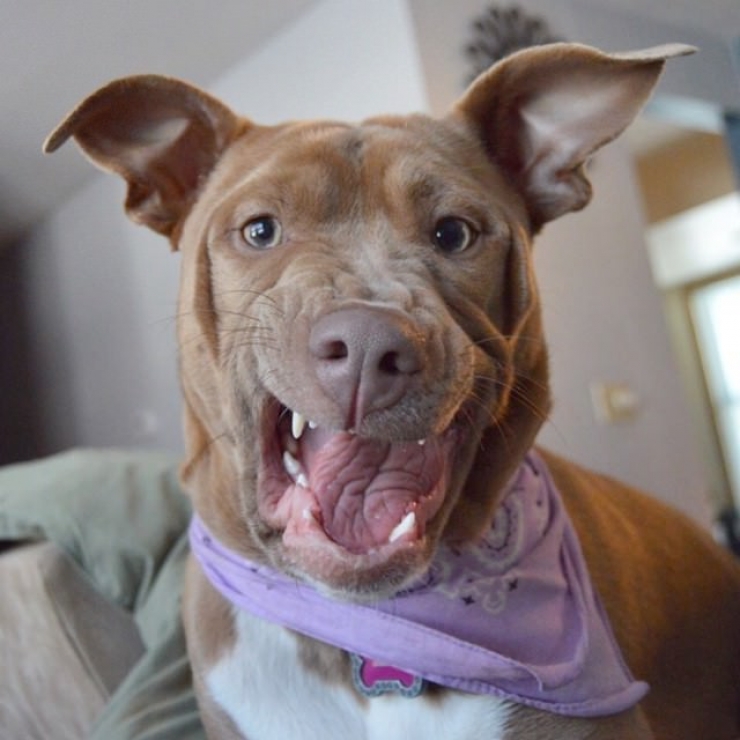 Illustration de l'article : Ces 12 photos prouvent que les pitbulls sont d'adorables chiens aussi câlins que les autres...