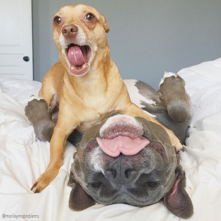 Illustration de l'article : Ces 12 photos prouvent que les pitbulls sont d'adorables chiens aussi câlins que les autres...