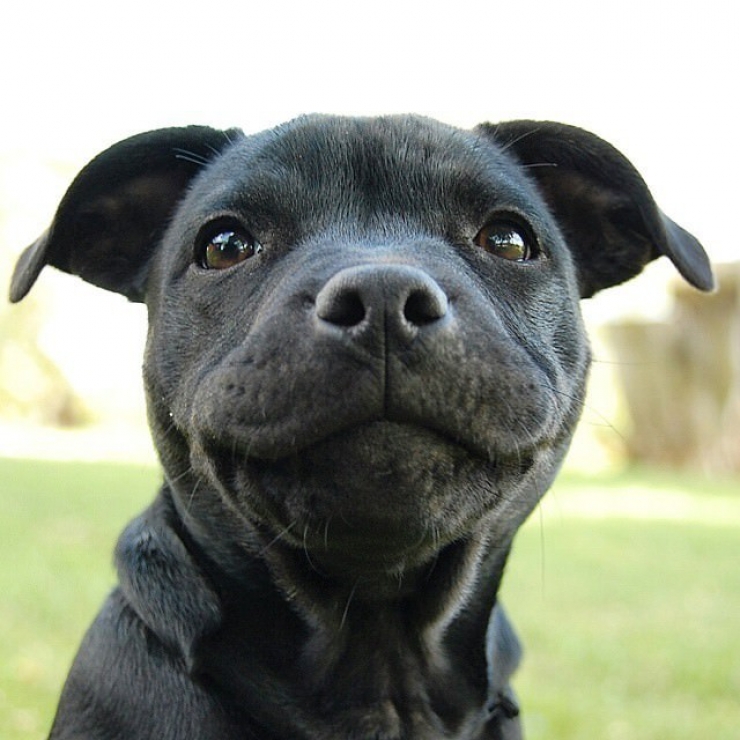 Illustration de l'article : Ces 12 photos prouvent que les pitbulls sont d'adorables chiens aussi câlins que les autres...