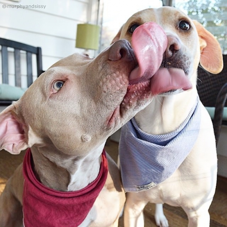 Illustration de l'article : Ces 12 photos prouvent que les pitbulls sont d'adorables chiens aussi câlins que les autres...