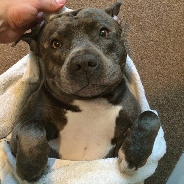 Illustration de l'article : Ces 12 photos prouvent que les pitbulls sont d'adorables chiens aussi câlins que les autres...