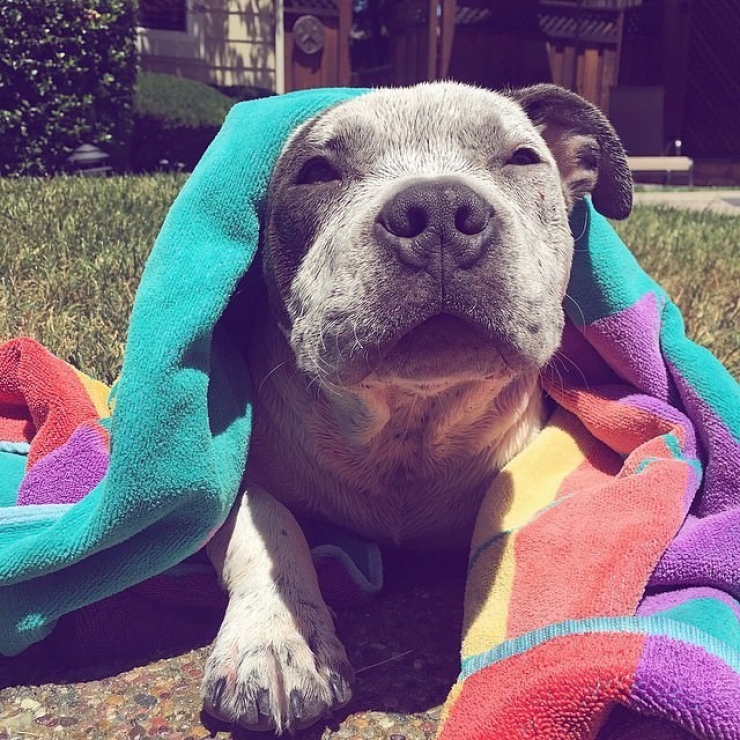 Illustration de l'article : Ces 12 photos prouvent que les pitbulls sont d'adorables chiens aussi câlins que les autres...
