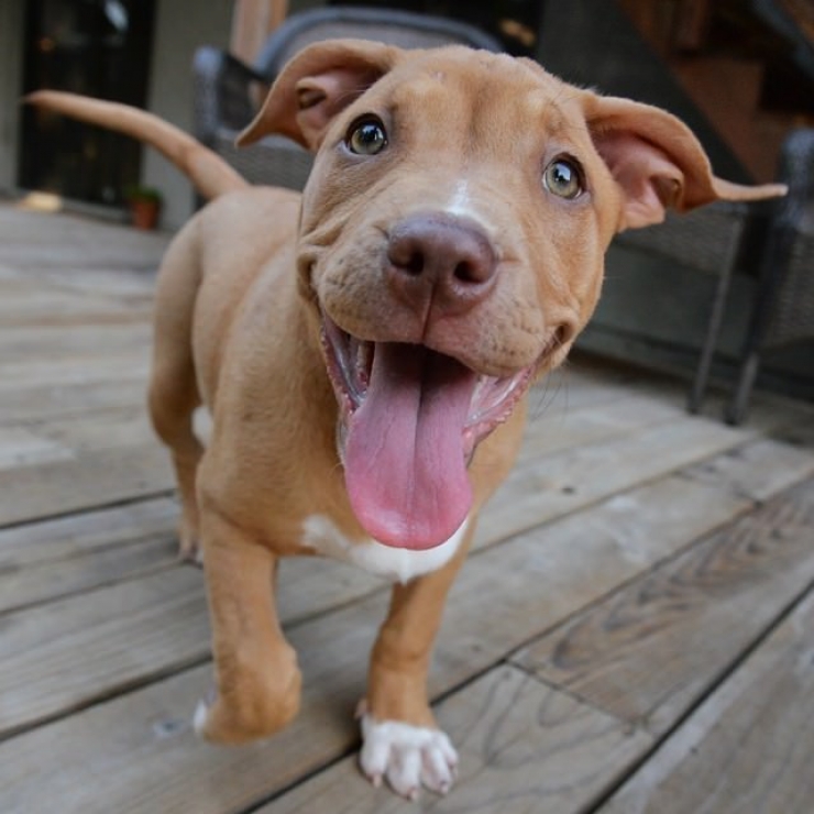 Illustration de l'article : Ces 12 photos prouvent que les pitbulls sont d'adorables chiens aussi câlins que les autres...