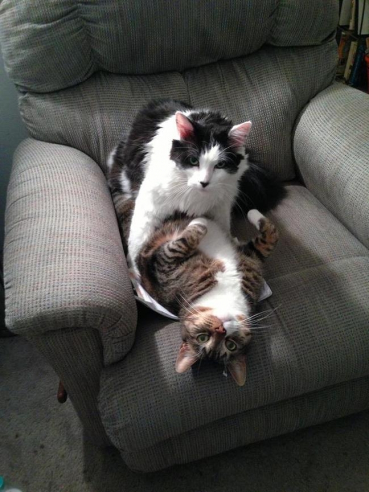 Illustration de l'article : Pris en flagrant d&eacute;lit de b&ecirc;tises, ces 30 animaux ne s'attendaient pas &agrave; vous voir rentrer aussi t&ocirc;t...