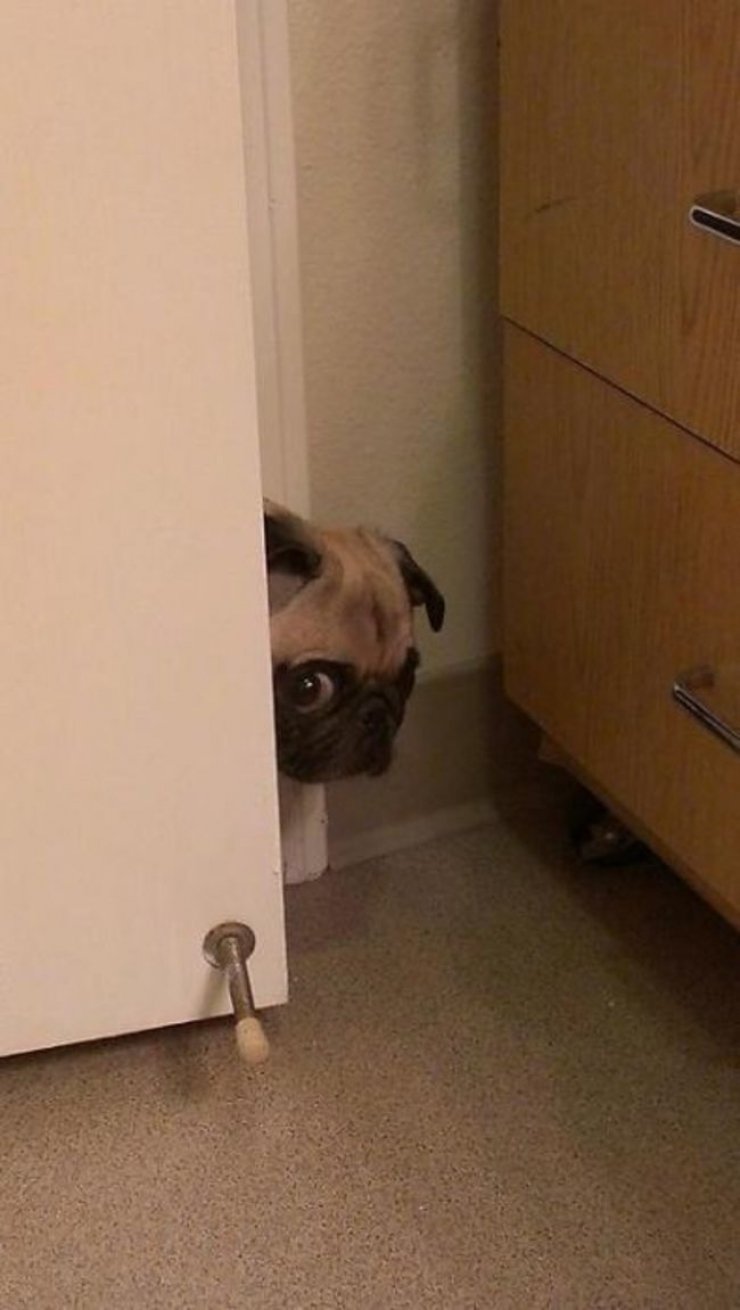 Illustration de l'article : Pris en flagrant d&eacute;lit de b&ecirc;tises, ces 30 animaux ne s'attendaient pas &agrave; vous voir rentrer aussi t&ocirc;t...