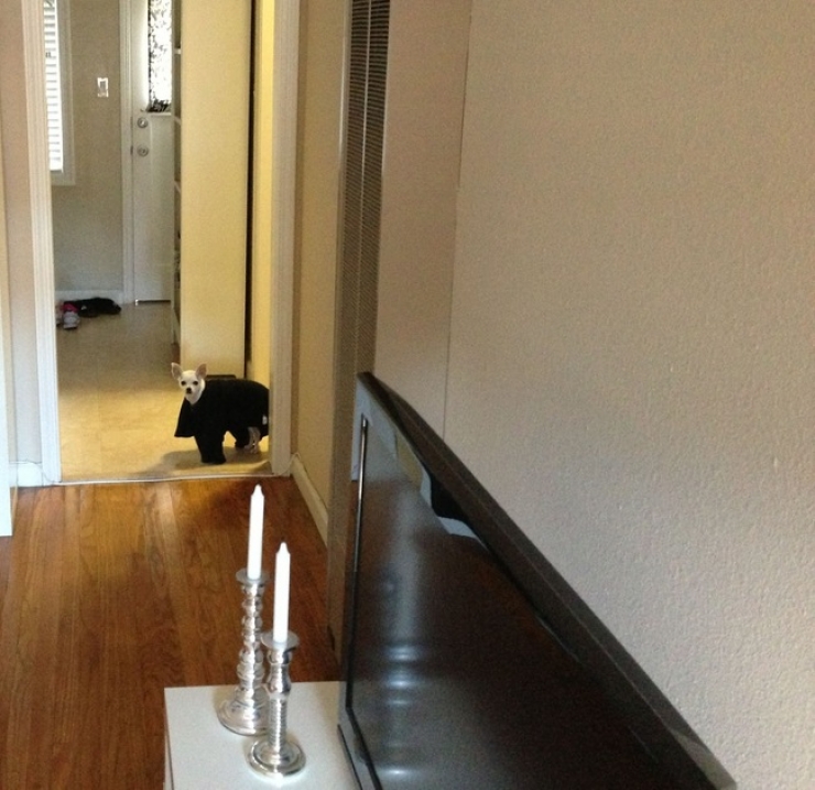 Illustration de l'article : Pris en flagrant d&eacute;lit de b&ecirc;tises, ces 30 animaux ne s'attendaient pas &agrave; vous voir rentrer aussi t&ocirc;t...