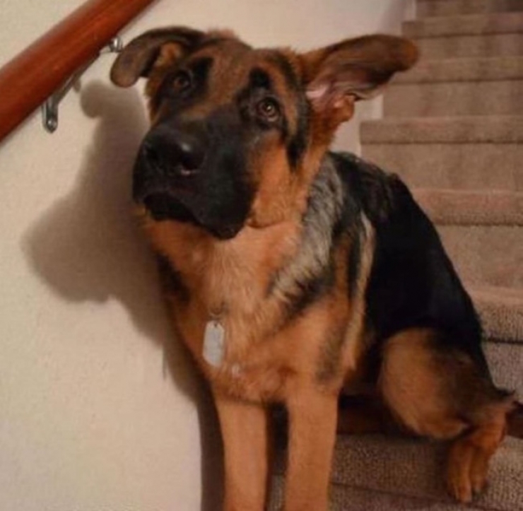 Illustration de l'article : Pris en flagrant d&eacute;lit de b&ecirc;tises, ces 30 animaux ne s'attendaient pas &agrave; vous voir rentrer aussi t&ocirc;t...