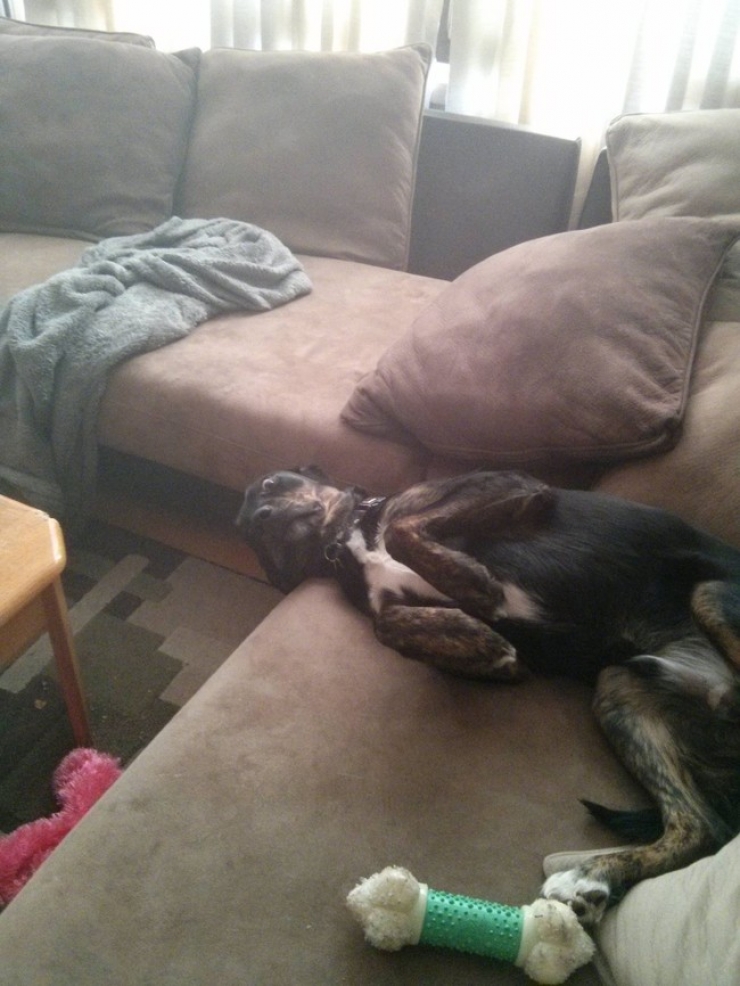 Illustration de l'article : Pris en flagrant d&eacute;lit de b&ecirc;tises, ces 30 animaux ne s'attendaient pas &agrave; vous voir rentrer aussi t&ocirc;t...