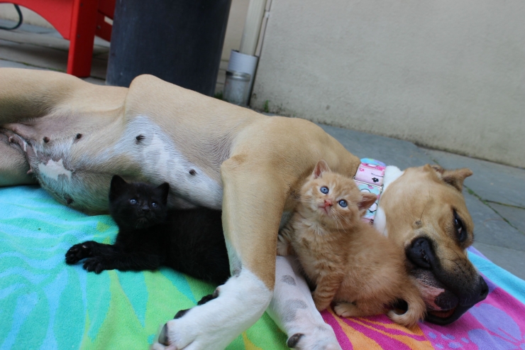 Illustration de l'article : Une femelle pitbull prend un groupe de chatons sous son aile