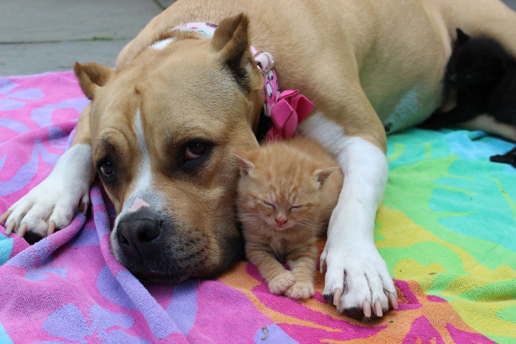 Illustration de l'article : Une femelle pitbull prend un groupe de chatons sous son aile