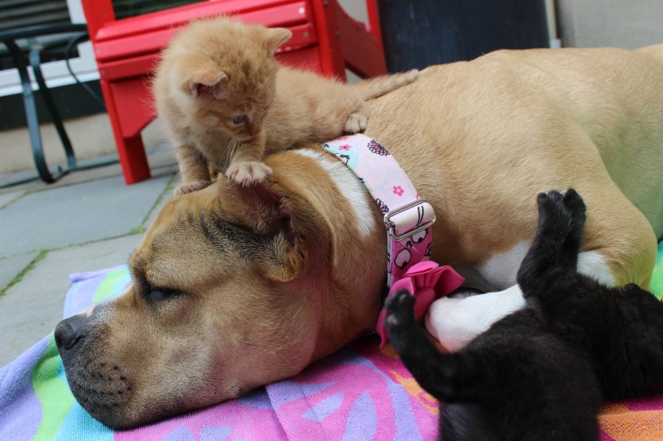 Illustration de l'article : Une femelle pitbull prend un groupe de chatons sous son aile