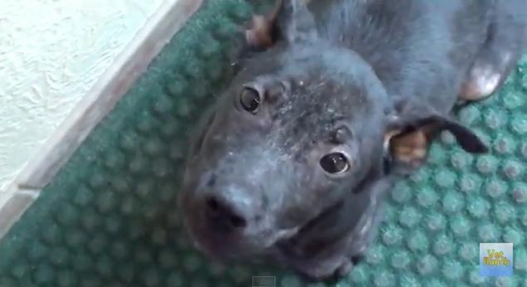 Illustration de l'article : Le corps dévasté par la gale, cette petite chienne était destinée à l'euthanasie