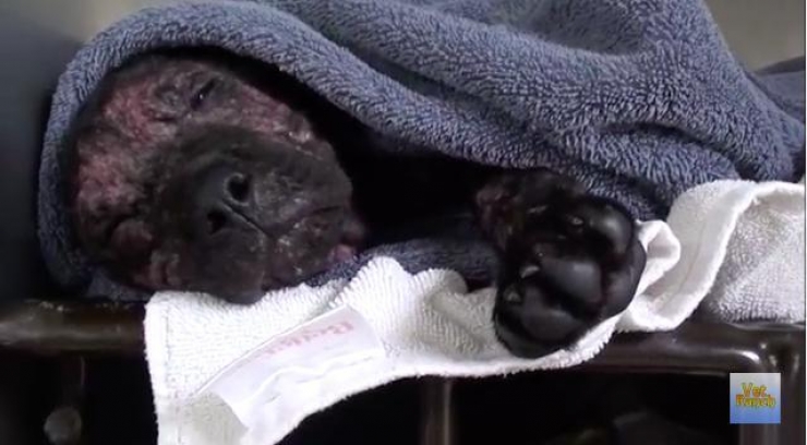 Illustration de l'article : Le corps dévasté par la gale, cette petite chienne était destinée à l'euthanasie