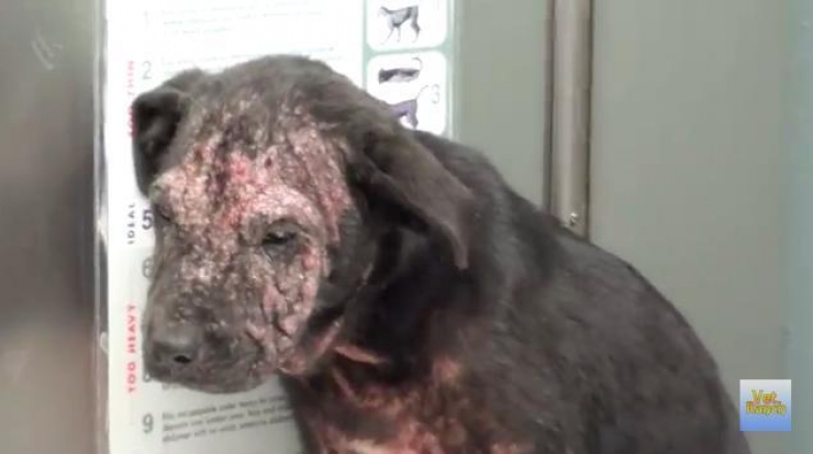 Illustration de l'article : Le corps d&eacute;vast&eacute; par la gale, cette petite chienne &eacute;tait destin&eacute;e &agrave; l'euthanasie