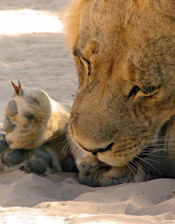 Illustration de l'article : Un lion contemple paisiblement son ami papillon