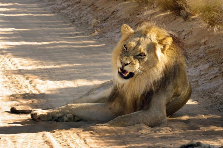 Illustration de l'article : Un lion contemple paisiblement son ami papillon