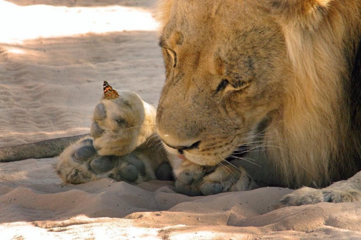 Illustration de l'article : Un lion contemple paisiblement son ami papillon