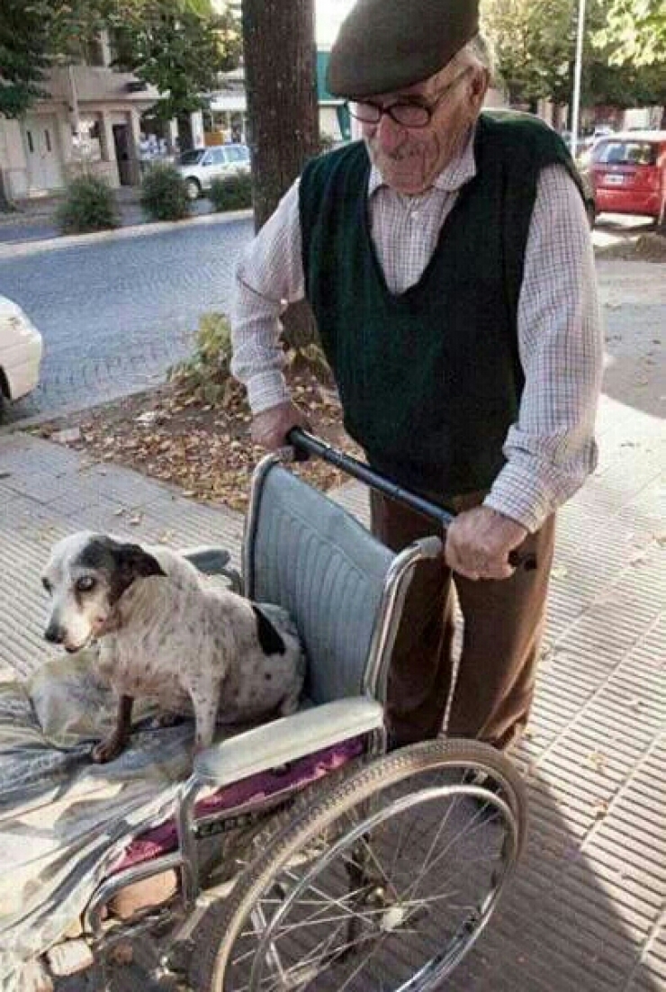 Illustration de l'article : 12 photos qui prouvent - s'il le fallait - que les chiens sont des membres à part entière de la famille